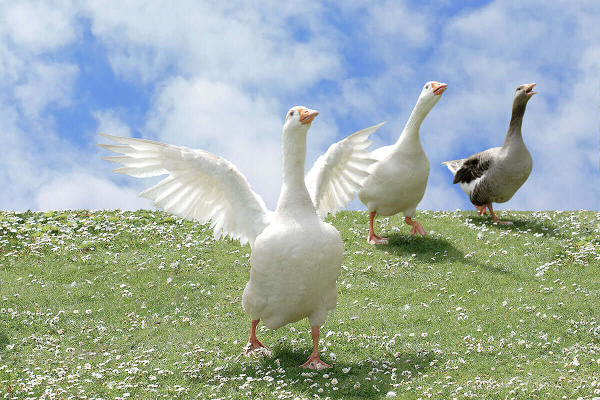 Gänse auf der Weide